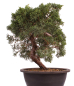 Preview: Bonsai - Juniperus chinensis 'Kyushu', Chinesischer Wacholder 224/95