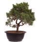 Preview: Bonsai - Juniperus chinensis 'Kyushu', Chinesischer Wacholder 224/97