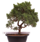 Preview: Bonsai - Juniperus chinensis 'Kyushu', Chinesischer Wacholder 224/97