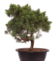 Preview: Bonsai - Juniperus chinensis 'Kyushu', Chinesischer Wacholder 224/97