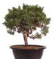 Preview: Bonsai - Juniperus chinensis 'Kyushu', Chinesischer Wacholder 224/97