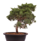 Preview: Bonsai - Juniperus chinensis 'Kyushu', Chinesischer Wacholder 224/97