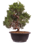 Preview: Bonsai - Juniperus chinensis 'Kyushu', Chinesischer Wacholder 224/98