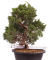 Preview: Bonsai - Juniperus chinensis 'Kyushu', Chinesischer Wacholder 224/98