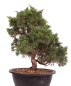 Preview: Bonsai - Juniperus chinensis 'Kyushu', Chinesischer Wacholder 224/98