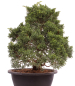 Preview: Bonsai - Juniperus chinensis 'Kyushu', Chinesischer Wacholder 224/98