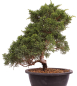 Preview: Bonsai - Juniperus chinensis 'Kyushu', Chinesischer Wacholder 224/98