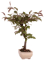 Preview: Bonsai - Malus spec. Red , Zierapfel 225/11