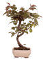 Preview: Bonsai - Malus spec. Red , Zierapfel 225/11