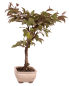 Preview: Bonsai - Malus spec. Red , Zierapfel 225/11