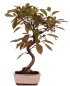 Preview: Bonsai - Malus domestica Red, Zierapfel 225/13