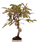Preview: Bonsai - Malus domestica Red, Zierapfel 225/13