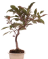 Preview: Bonsai - Malus spec. Red , Zierapfel 225/14