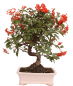 Preview: Bonsai - Pyracantha angustifolia - Schmalblättriger Feuerdorn 225/54