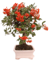 Preview: Bonsai - Pyracantha angustifolia - Schmalblättriger Feuerdorn 225/54