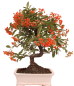 Preview: Bonsai - Pyracantha angustifolia - Schmalblättriger Feuerdorn 225/54