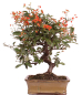Preview: Bonsai - Pyracantha angustifolia - Schmalblättriger Feuerdorn 225/55