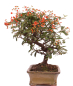 Preview: Bonsai - Pyracantha angustifolia - Schmalblättriger Feuerdorn 225/55