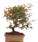 Preview: Bonsai - Pyracantha angustifolia - Schmalblättriger Feuerdorn 225/55