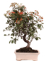 Preview: Bonsai - Pyracantha angustifolia - Schmalblättriger Feuerdorn 225/59