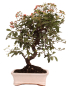 Preview: Bonsai - Pyracantha angustifolia - Schmalblättriger Feuerdorn 225/59