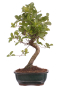 Preview: Bonsai - Quercus suber, Korkeiche 225/61