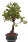 Preview: Bonsai - Quercus suber, Korkeiche 225/61