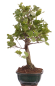 Preview: Bonsai - Quercus suber, Korkeiche 225/61