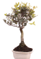Preview: Bonsai - Quercus suber, Korkeiche 225/62