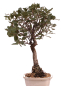 Preview: Bonsai Quercus suber – Korkeiche – 45 cm – 225/62