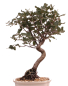 Preview: Bonsai Quercus suber – Korkeiche – 45 cm – 225/62