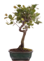 Preview: Bonsai - Quercus suber, Korkeiche 225/64