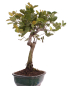 Preview: Bonsai - Quercus suber, Korkeiche 225/64