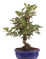 Preview: Bonsai - Malus spec.  Zier-Apfel 225/70