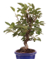 Preview: Bonsai - Malus spec.  Zier-Apfel 225/70