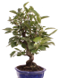 Preview: Bonsai - Malus spec.  Zier-Apfel 225/70