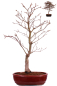 Preview: Bonsai - Acer palmatum 'Beni-kagami', Roter Fächerahorn aus Japan 226/01