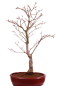 Preview: Bonsai - Acer palmatum 'Beni-kagami', Roter Fächerahorn aus Japan 226/01