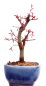 Preview: Bonsai - Acer palmatum Deshojo, roter Fächerahorn aus Japan 226/03