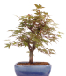 Preview: Bonsai - Acer palmatum Deshojo, roter Fächerahorn aus Japan 226/03