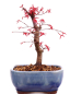 Preview: Bonsai - Acer palmatum Deshojo, roter Fächerahorn aus Japan 226/04