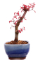 Preview: Bonsai - Acer palmatum Deshojo, roter Fächerahorn aus Japan 226/04