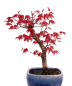 Preview: Bonsai - Acer palmatum Deshojo, roter Fächerahorn aus Japan 226/04