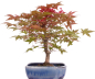 Preview: Bonsai - Acer palmatum Deshojo, roter Fächerahorn aus Japan 226/04