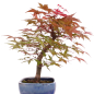 Preview: Bonsai - Acer palmatum Deshojo, roter Fächerahorn aus Japan 226/04