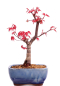 Preview: Bonsai - Acer palmatum Deshojo, roter Fächerahorn aus Japan 226/06