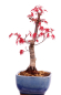 Preview: Bonsai - Acer palmatum Deshojo, roter Fächerahorn aus Japan 226/06