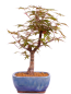 Preview: Bonsai - Acer palmatum Deshojo, roter Fächerahorn aus Japan 226/06