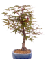 Preview: Bonsai - Acer palmatum Deshojo, roter Fächerahorn aus Japan 226/06