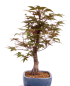 Preview: Bonsai - Acer palmatum Deshojo, roter Fächerahorn aus Japan 226/06